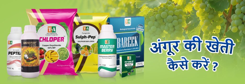 Angur ki Kheti: अंगूर की खेती कैसे करें – पूरी जानकारी - titanagritech.com