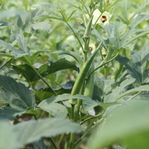 भिंडी की खेती कैसे करें (Bhindi ki kheti)