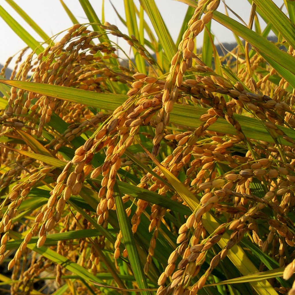 Dhan ki kheti