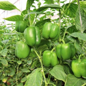 Beauveria bassiana 1.15% WP
