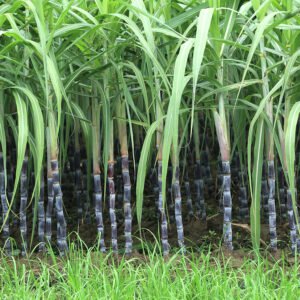 Sugarcane farming